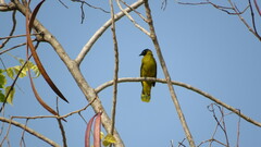 Brachypodius melanocephalos