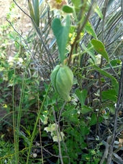 Philibertia gilliesii