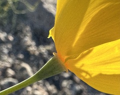 Eschscholzia papastillii