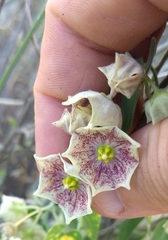 Philibertia gilliesii