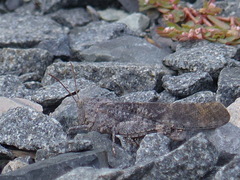 Dissosteira carolina