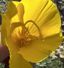 Eschscholzia papastillii