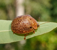 Paropsis variolosa