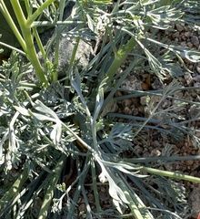 Eschscholzia papastillii