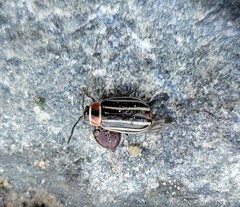 Disonycha pensylvanica