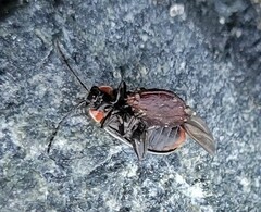 Disonycha pensylvanica