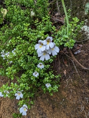 Euphrasia cuneata
