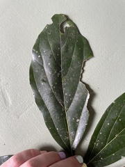 Neolitsea dealbata