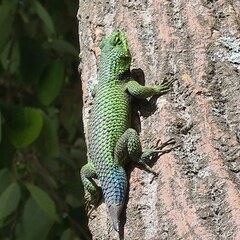 Sceloporus formosus