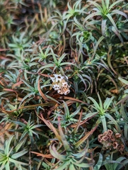 Dracophyllum recurvum