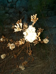 Ageratina havanensis