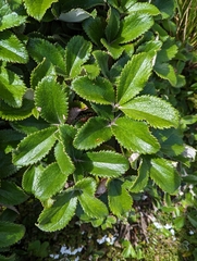 Macrolearia colensoi