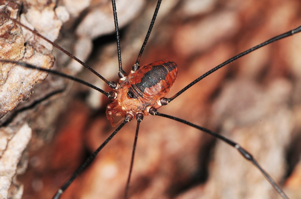 Maryland Biodiversity Project - Leiobunum vittatum