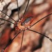 Eastern Harvestman - Photo (c) Jason M Crockwell, some rights reserved (CC BY-NC-ND), uploaded by Jason M Crockwell