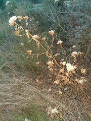 Ageratina havanensis