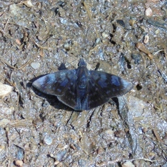 Pellicia ranta rancida