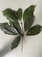 Neolitsea dealbata