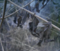 Ageratina havanensis