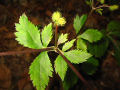 Sanicula chinensis