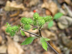 Sanicula chinensis