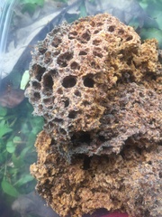 Leucoagaricus gongylophorus