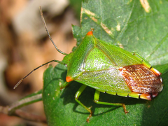 Acanthosoma labiduroides