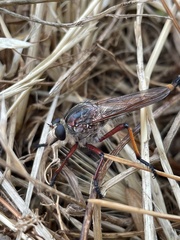 Colepia rufiventris