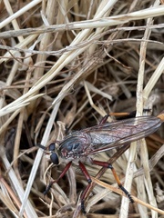 Colepia rufiventris