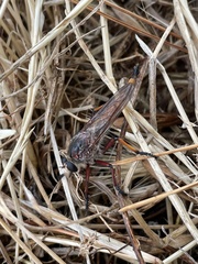 Colepia rufiventris