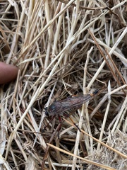 Colepia rufiventris
