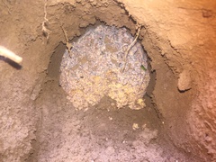 Leucoagaricus gongylophorus
