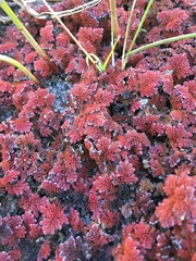 Azolla microphylla