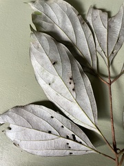 Neolitsea dealbata