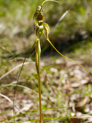 Pterostylis woollsii