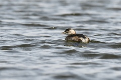 Tachybaptus ruficollis poggei