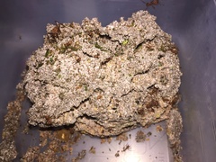 Leucoagaricus gongylophorus