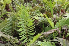 Blechnum capense
