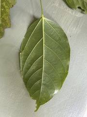 Franciscodendron laurifolium