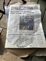 Franciscodendron laurifolium