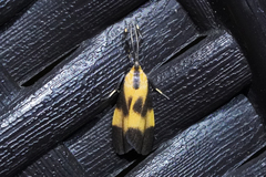 Lycomorphodes flavipars