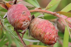 Leucadendron conicum