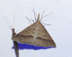 Epidesmia hypenaria