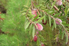 Leucadendron conicum