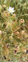 Spergularia tasmanica