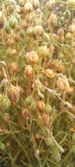Spergularia tasmanica