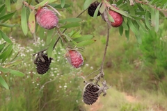 Leucadendron conicum