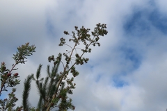 Leucadendron conicum