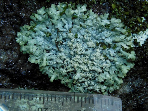 Blue-gray Rosette Lichen