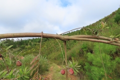 Leucadendron conicum