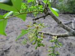 Xylocarpus moluccensis